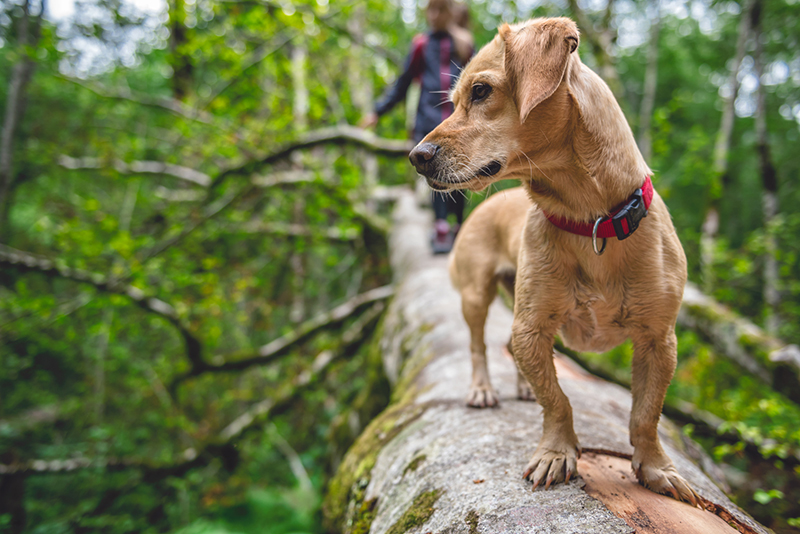 indgang tæt Stien Die sechs beliebtesten Outdoor-Sportarten für Hund und Mensch - City Dog