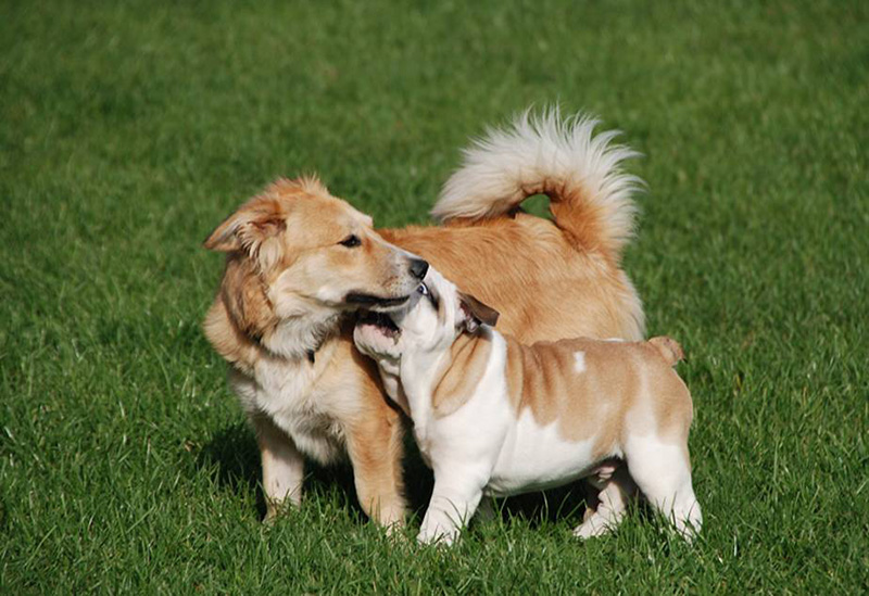 Ungewollter Nachwuchs