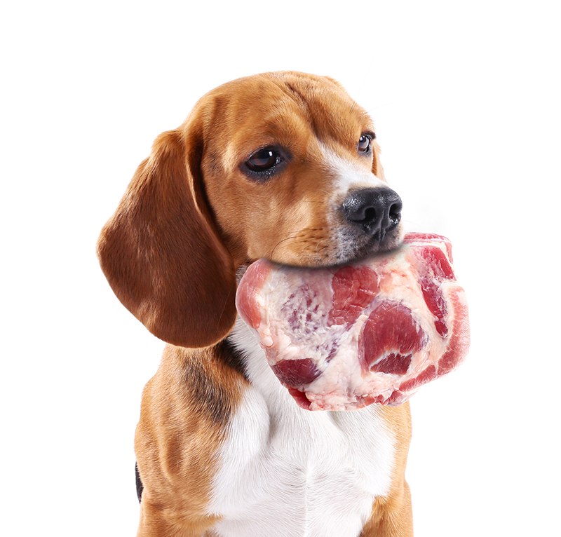 Eiweiß Für Hunde