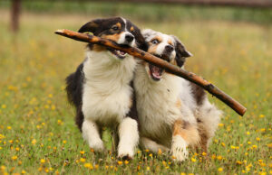 Was einen guten Hundehalter ausmacht