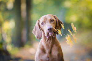 Die schönsten Herbstouren mit Hund