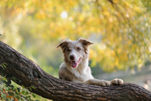 Die schönsten Herbstouren mit Hund