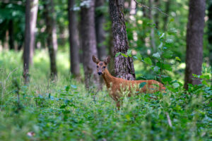 Beim Waldspaziergang achtsam mit Wildtieren umgehen