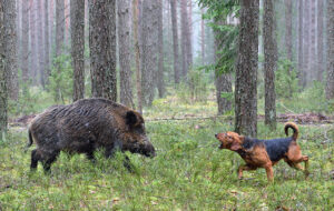 Beim Waldspaziergang achtsam mit Waldtieren umgehen