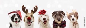 Argerechte Geschenke für den Hund