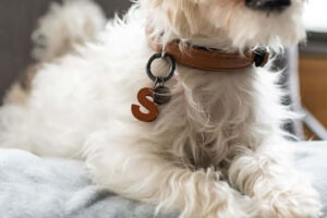 Innovatives für Hund und Mensch