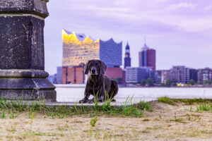 Hundefotos in Hamburg