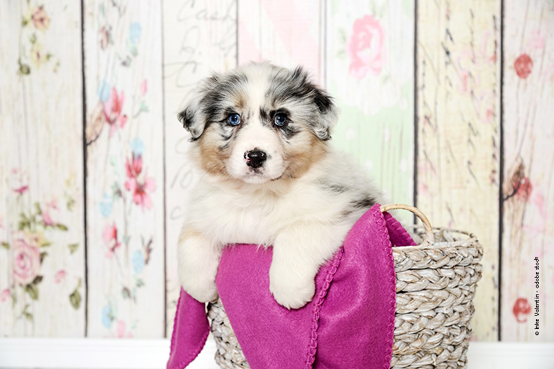 Tolle Produkte für das Leben mit dem Hund