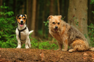Freiheit in der Brut- und Setzzeit