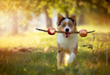 Leinen los – Gassigehen in der Schonzeit Freiheit in der Brut- und Setzzeit