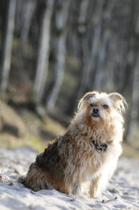 Freiheit in der Brut- und Setzzeit