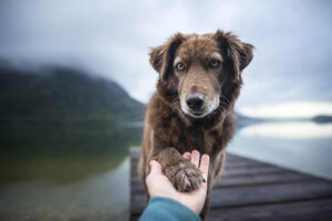 Erfolgreiche Regeln für ein Hundetraining