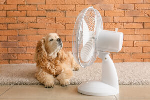 Ventilatoren sind für Hunde nicht gut