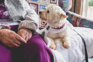 Die Gefühlswelt der Hunde