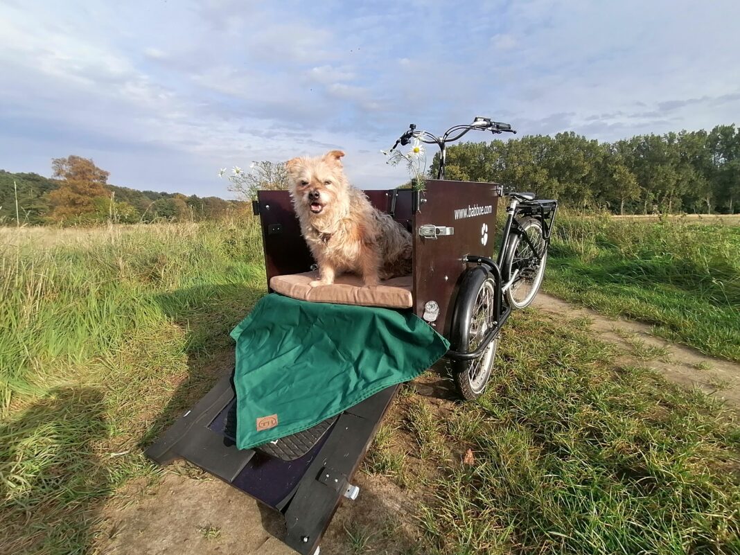 orhtopädische Betten für Hunde