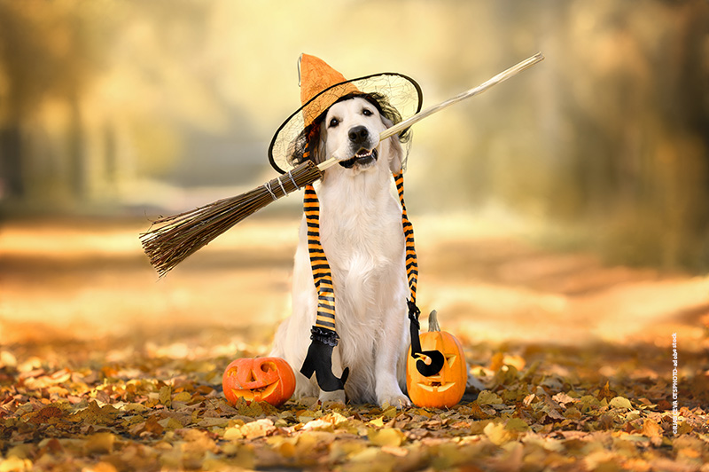 Gruselige Herbstspaziergänge mit Hund