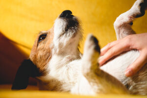 So wird er Hund richtig gesteichelt