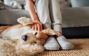 So wird der Hund richtig gestreichelt