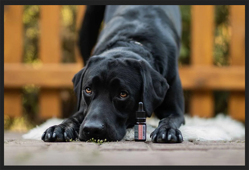 CBD-Öl für Hunde