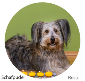 Leberwurstrezepte für Hunde