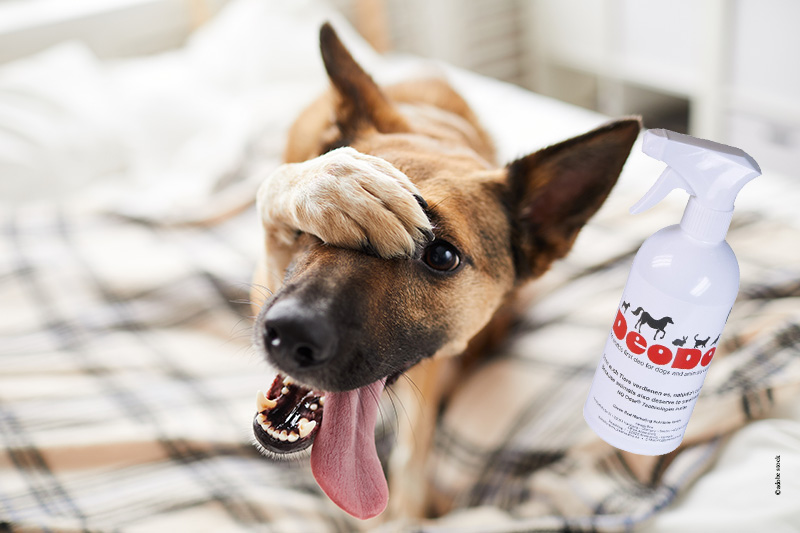 Das Deodorant für das Hundezuhause