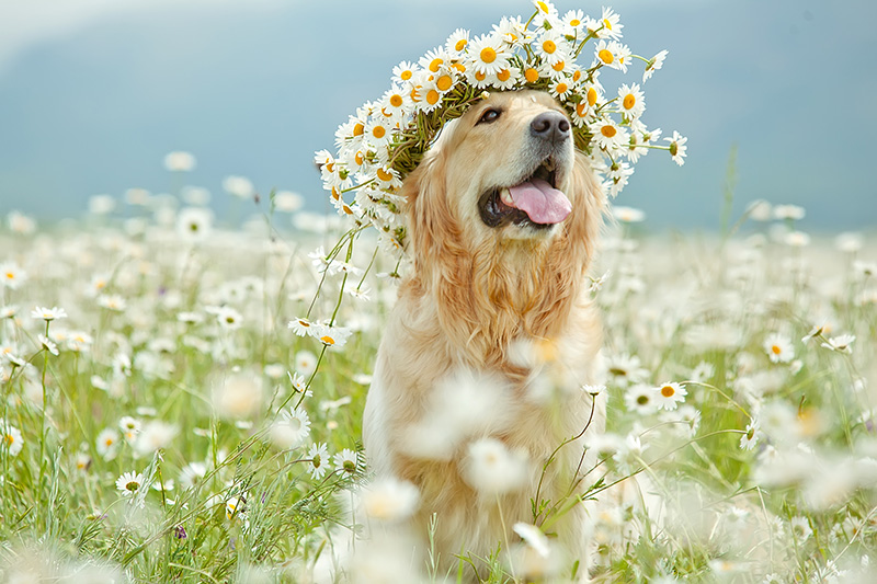 Heuschnupfen bei Hunden