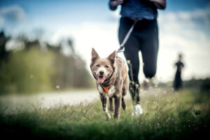 Sport mit Hund
