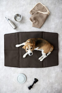 Schöne Dinge für eine gute Zeit mit dem Hund