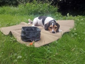 Schöne Dinge für eine gute Zeit mit dem Hund