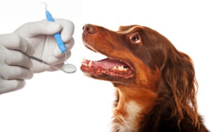 Zahnpflege bei Hunden