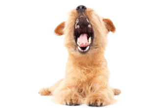 Zahnpflege bei Hunden