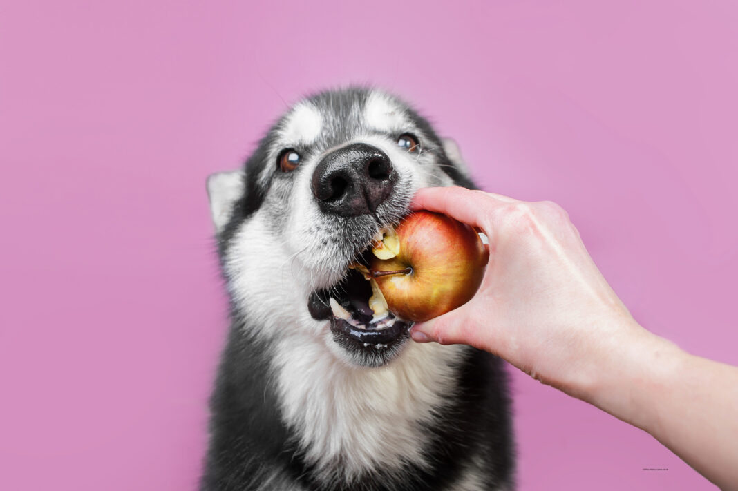 Zahnpflege bei Hunden