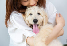 Dog Akademie – Das Ich-Bewusstsein des Hundes Hunde und ihr Spiegelbild