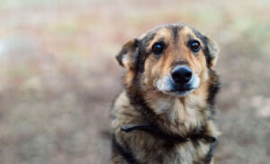 Coaching für Hundehalter