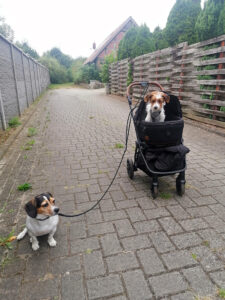 Hundetransport und Bett in einem