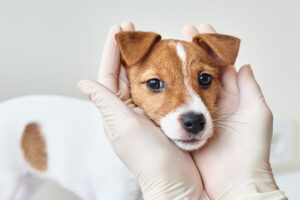 Warum tut der Hund, was er tut?