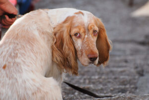 Warum tut der Hund, was er tut?