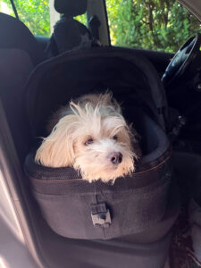 Automieten mit Hund