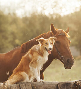 Hunde brauchen eine Versicherung