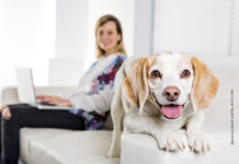 AXA – Tierisch gut versichert Hunde brauchen eine Versicherung