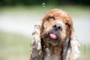 Hunde zum Trinken animieren