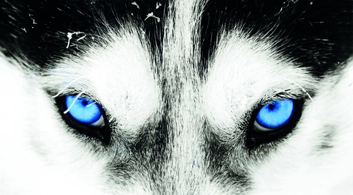 Dog Akademie – die Augenfarbe der Hunde Das Rätsel um die Augenfarbe