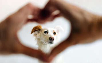 Bauchschmerzen – Warnzeichen aus dem Innneren des Hundes Symptome für gesundheitliche Probleme