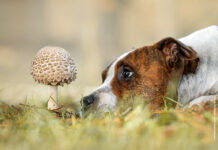 Mykotherapie – Vitalpilze als Therapie Ganzheitliche Therapie für Hunde