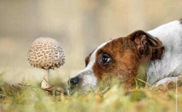 Mykotherapie – Vitalpilze als Therapie Ganzheitliche Therapie für Hunde