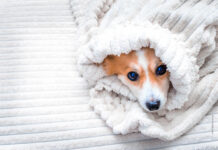 Fieber und Erkältung beim Hund – Symptome richtig erkennen Wenn der Hund Fieber und Husten hat