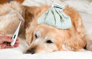 Wenn der Hund Fieber und Husten hat
