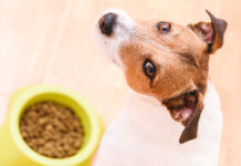 Die richtige Ernährung – Tipps für den besten Freund