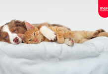 mera – Hund und Katze unter einem Dach