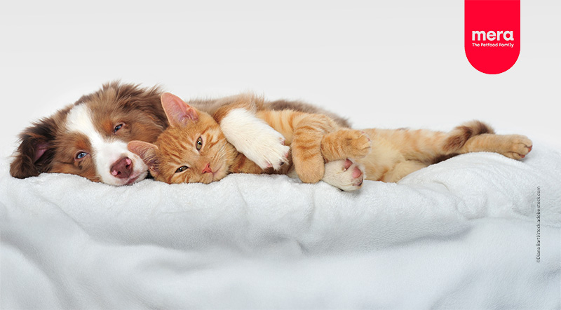 Leben mit Hund-Advertorial-mera